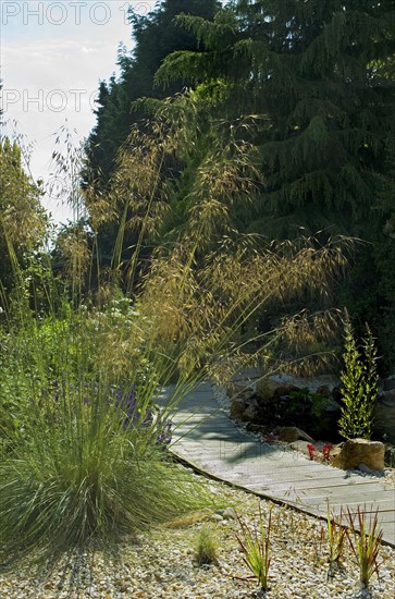 (Stipa) Gigantea, Golden Oats