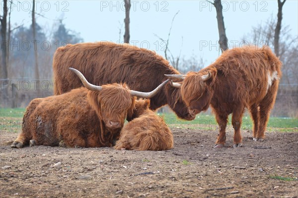 Scottish Highland Cattle family with calf and grown up male and female cows with scraggy brown fur