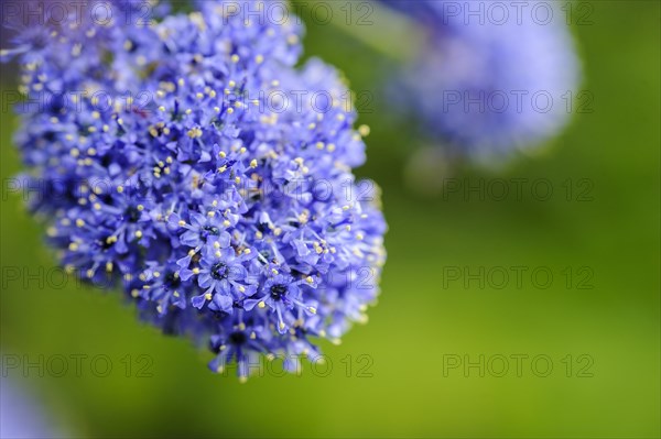 Ceanothus concha California Lilac Rhamnaceae