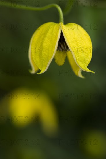 (Clematis orientalis) Bill MacKenzie