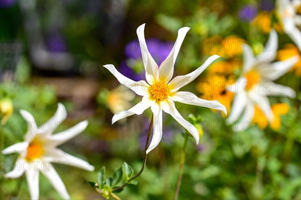 Flower of a star dahlia