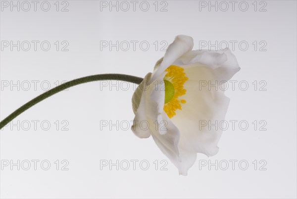 (Anemone japonica) Alba