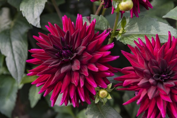 Dahlia Kennedy semi cactus burgundy magenta flower