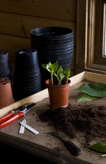 Bench in a potting shed