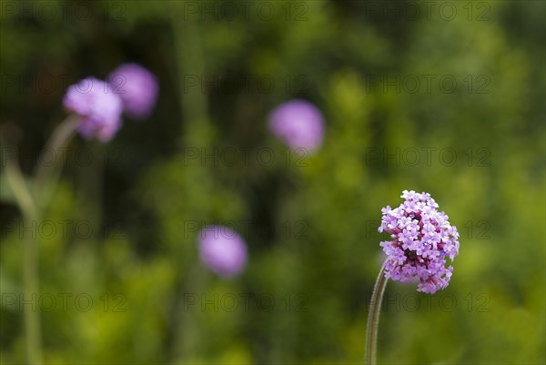 (Verbena bonariensis)