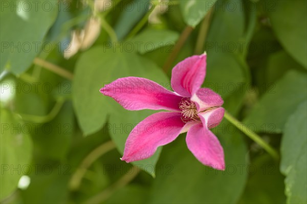 Clematis