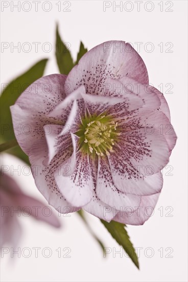 (Helleborus) hybridus Harvington Double Pink