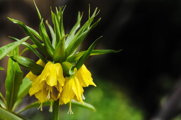 Maxima Lutea Crown imperial