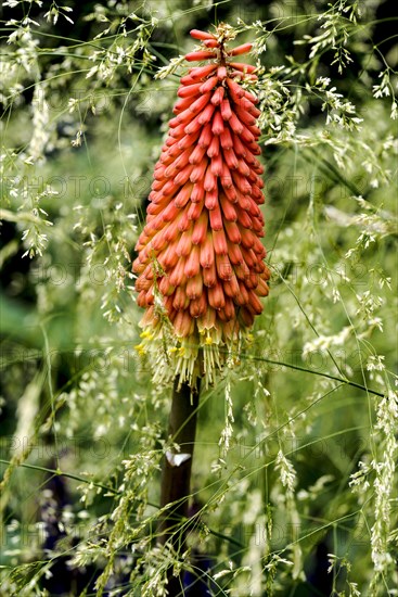 Kniphofia uvaria Nobilis