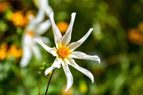 Flower of a star dahlia