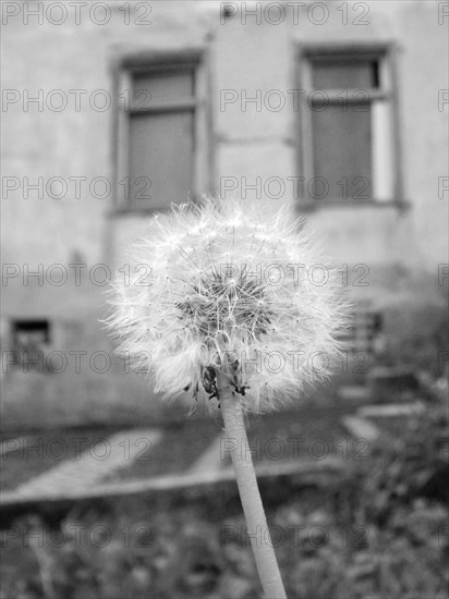 Common dandelion