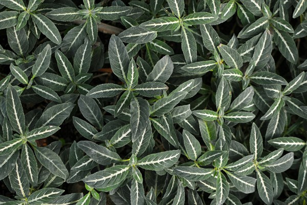 Small tropical Ruellia Decosiana plants with white veins covering ground