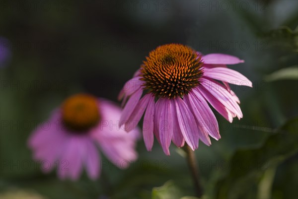 Coneflower