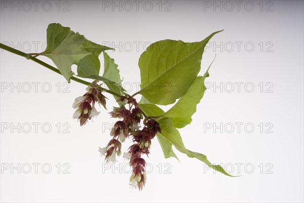 Leycesteria formosa