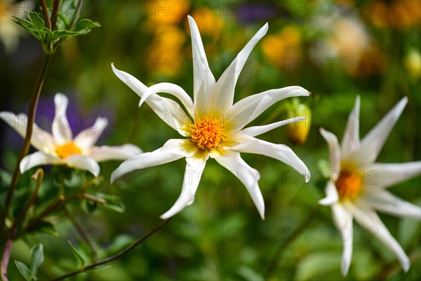 Flower of a star dahlia