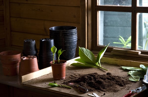 Bench in a potting shed