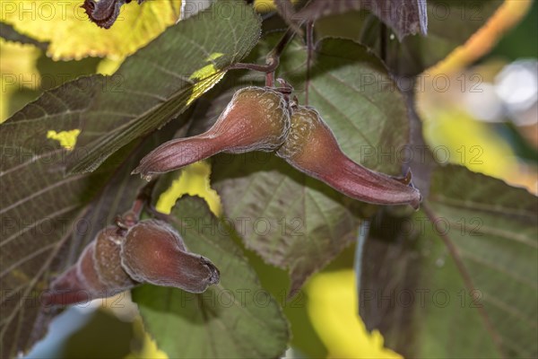 Corylus maxima Purple Filbert
