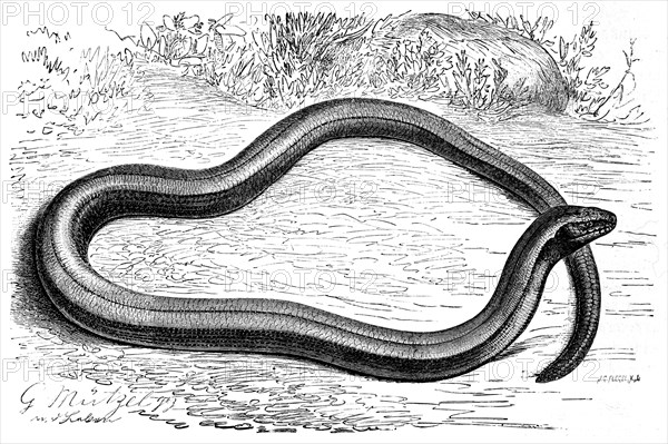 Slow worm