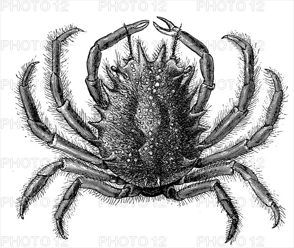 European spider crab