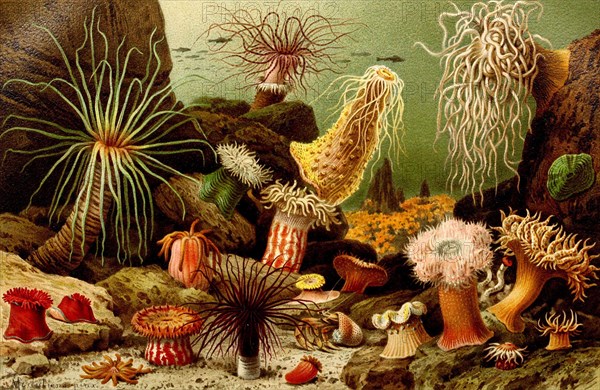 Sea anemones