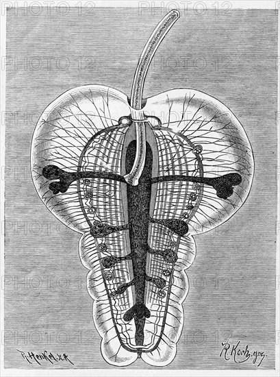 Pterosoma planum