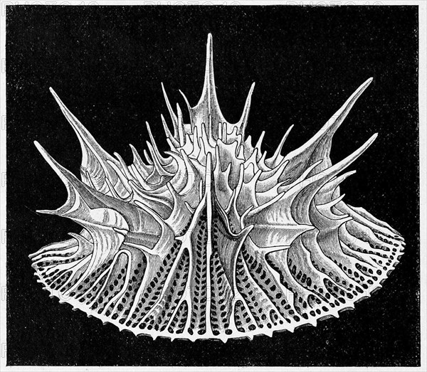 Leptopenus discus