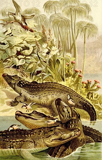 Reptiles