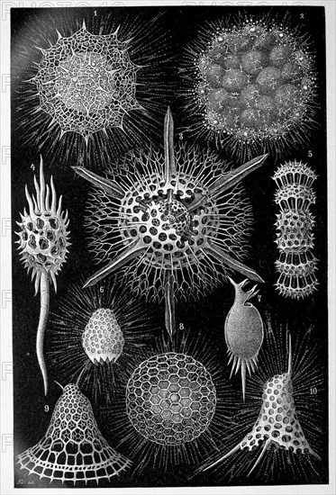 Radiolaria