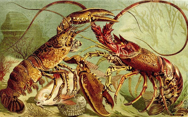 European crayfish