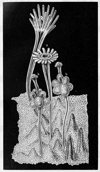 Group from a female stick of Hydractinia echinata