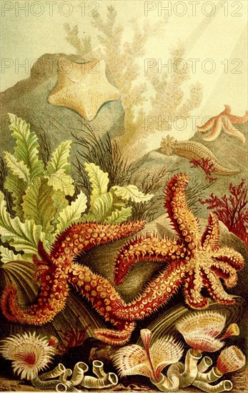 Echinodermata