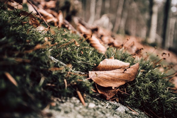 Macro photo of leaves in the forest