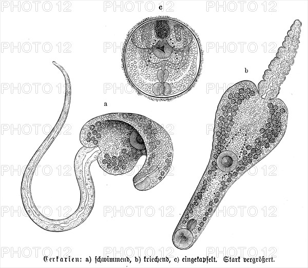 Cercariae