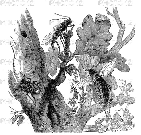 Insects