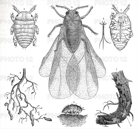 Insects