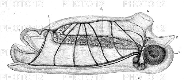 Salpa maxima