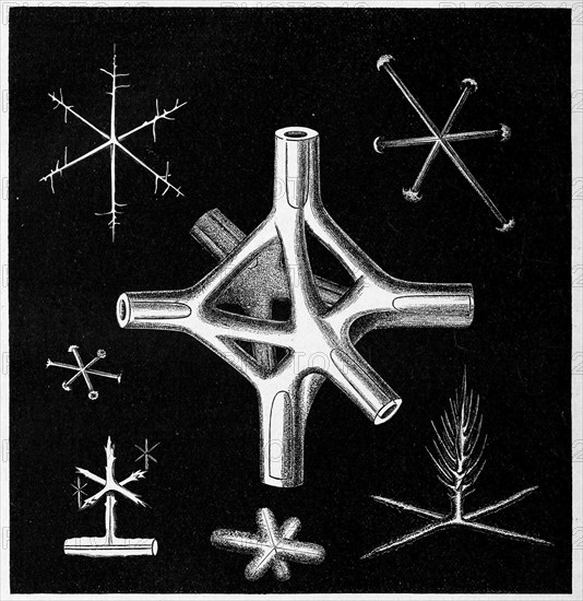 Nodal octahedron of a fossil ventriculite