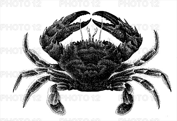 Bow crab