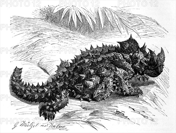 Thorny devil