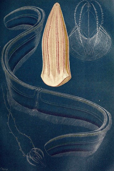 Ctenophores: 1