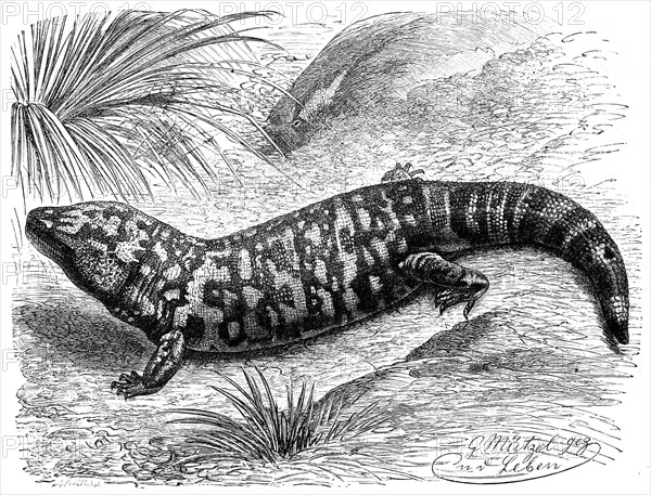 Gila monster