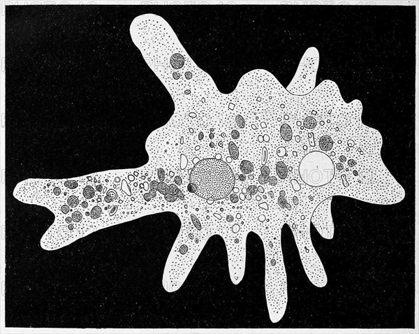 Amoeba proteus