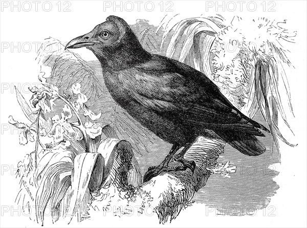 Bird