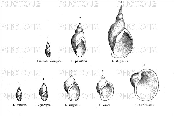 Various forms of the genus Limnaea