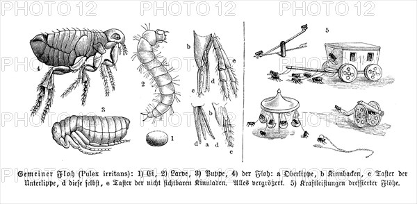 Insects