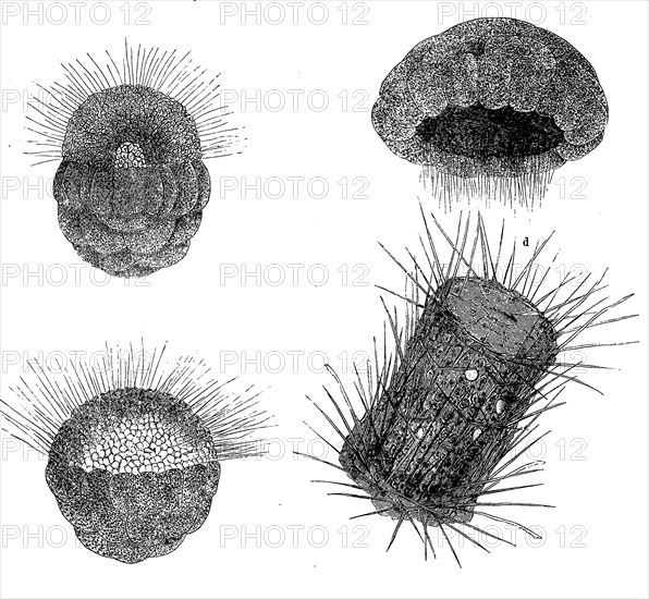 Development of Sycon raphanus