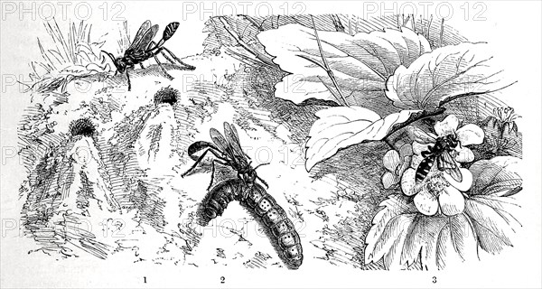 Insects