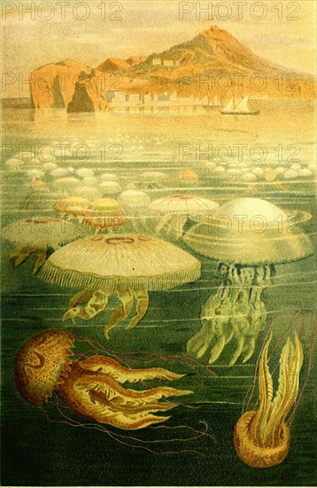 Umbrella jellyfish or disc jellyfish