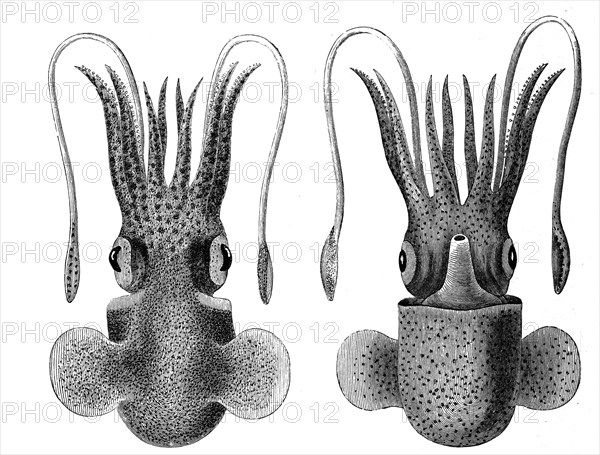 Sepiola rondeletii from the dorsal