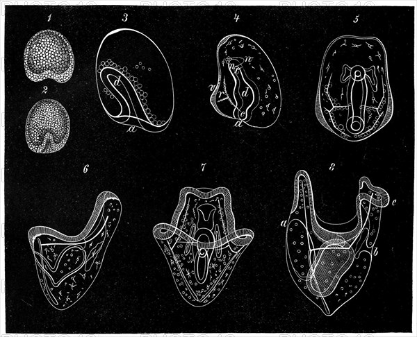 Developmental stages of the green sea urchin